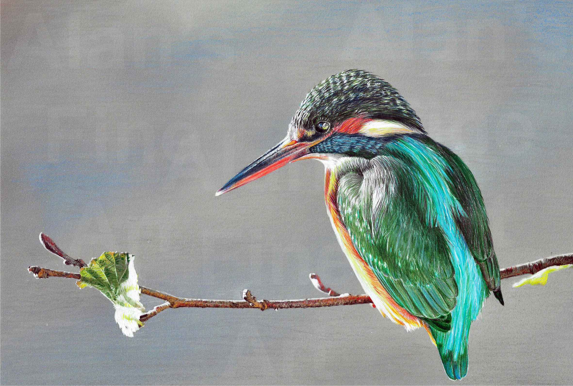 300 Kingfisher MyScan autocolour 200mm wide for SM 10b 15c with watermark